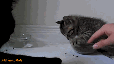 小猫护食怎么纠正?铲屎官赶紧解决信任危机!