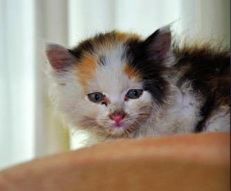 猫疱疹病毒(猫鼻支)