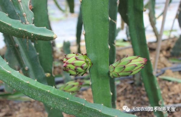 一,影响火龙果花芽分化主要因素 1,树体营养状况:花芽分化的前提是树