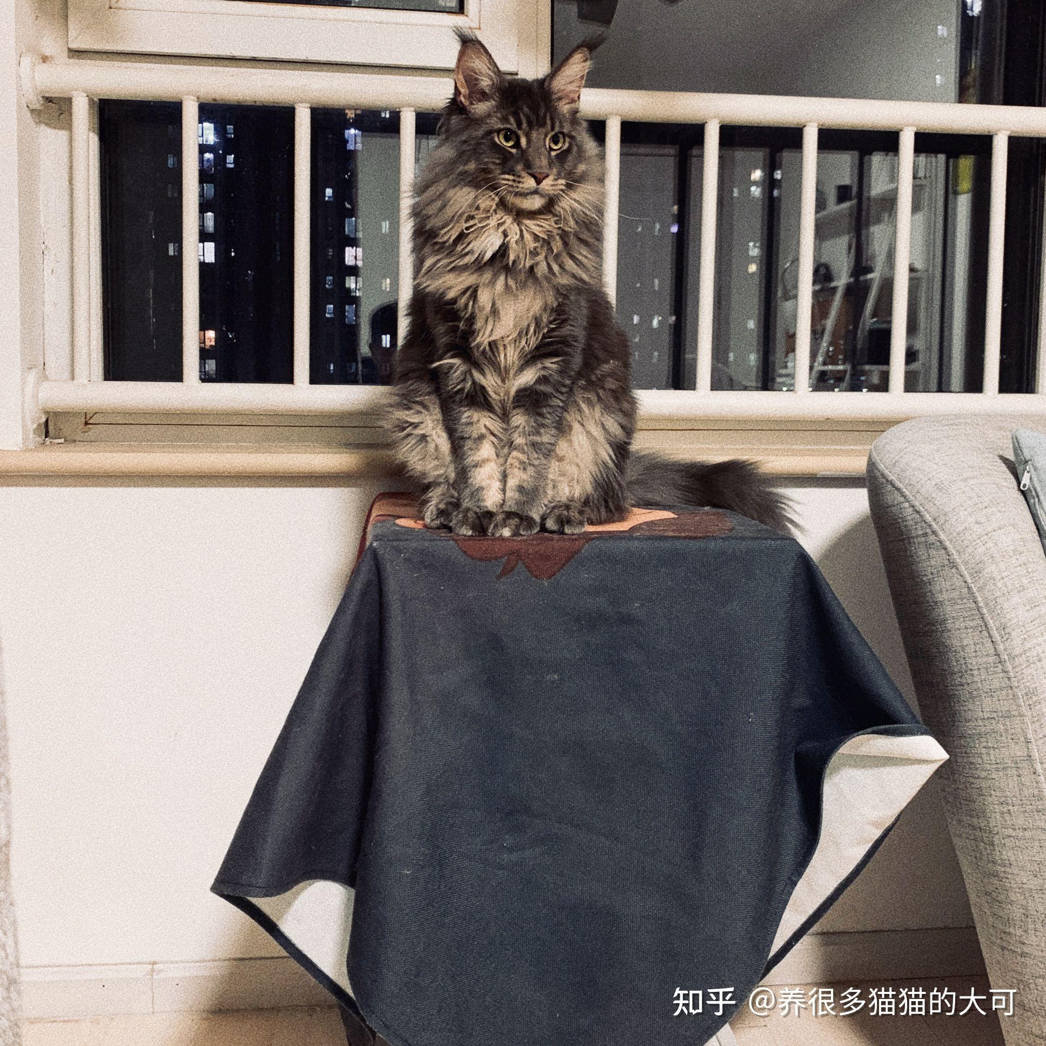 鉴定下这个是不是缅因猫?