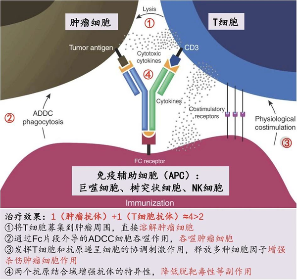 双特异性抗体的研发难点梳理和前景展望