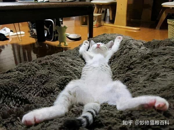 当猫咪开始四仰八叉一般睡觉的时候,那么说明猫咪是极其安心的,能有