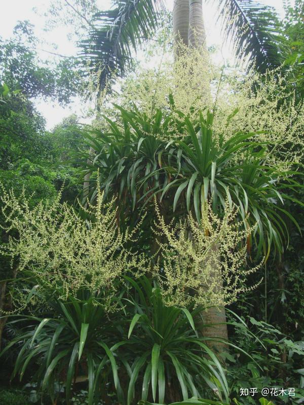 分别为 长花龙血树(dracaena angustifolia roxb.