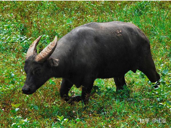 图注:短角的民都洛水牛( bubalus mindorensis ),外形与圣水牛有几分