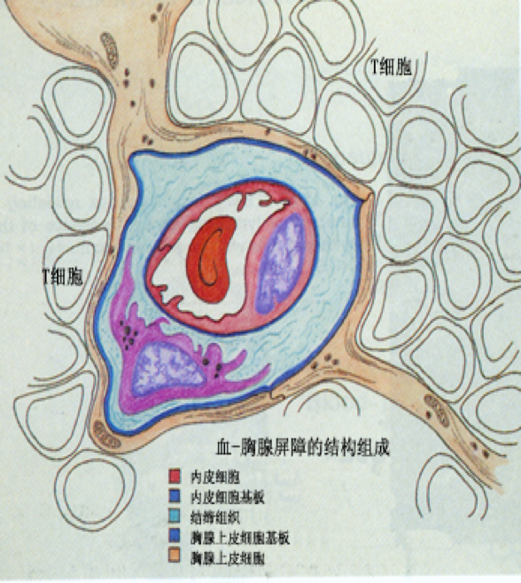 血-胸腺屏障结构模式图近来发现胸腺被膜内的毛细血管是有孔的,血内