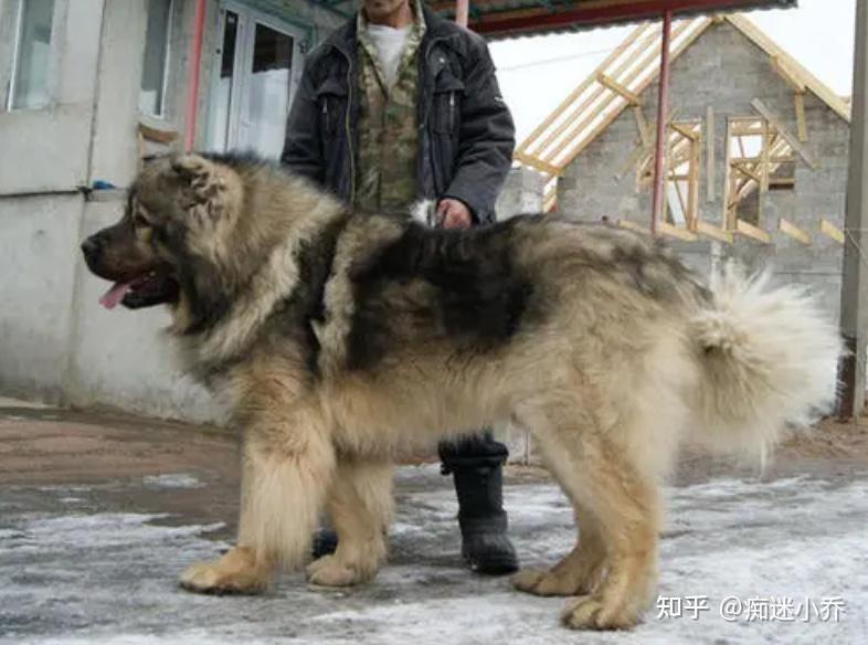 这些超强悍的"巨型猛犬",哪种才是最受欢迎的巨型犬呢