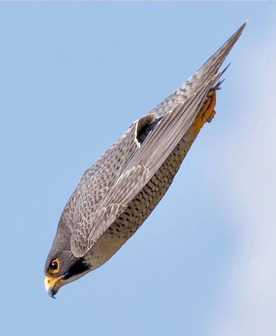 游隼(falco peregrinus)俯冲 显示全部