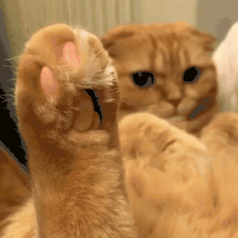 细心的铲屎官在给猫咪修剪指甲的同时,都会顺便修剪掉这些小长毛,可以