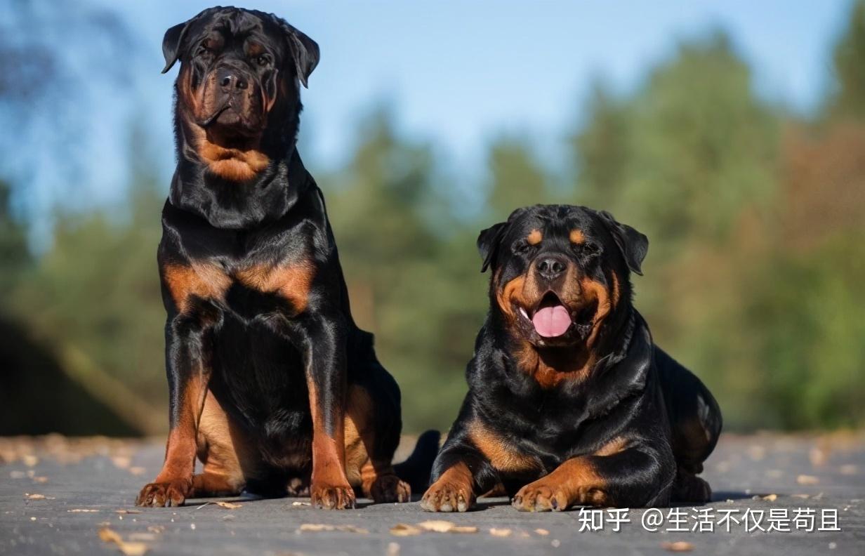 罗威纳的体型虽然没有大型犬大,但是它的食量堪比大型犬,一顿饭可以吃