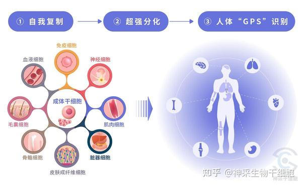 间充质干细胞科普知识 知乎