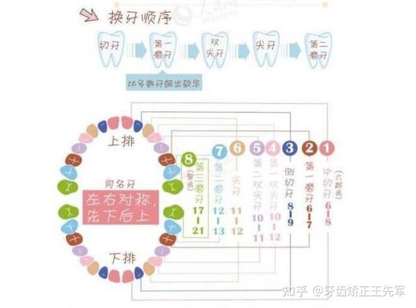 1,乳牙滞留   恒牙已经萌出而对应的乳牙没有正常脱落,会出现"双排