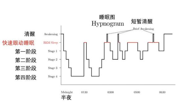 非rem睡眠(大脑和身体都在沉睡) 非rem睡眠又包括4个阶段, 分别是