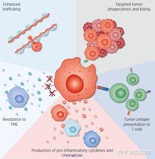 巨噬细胞疗法,向着实体瘤出发