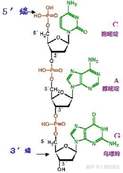 新型冠状病毒27dna分子链的c3氢氧基oh与c5磷酸基