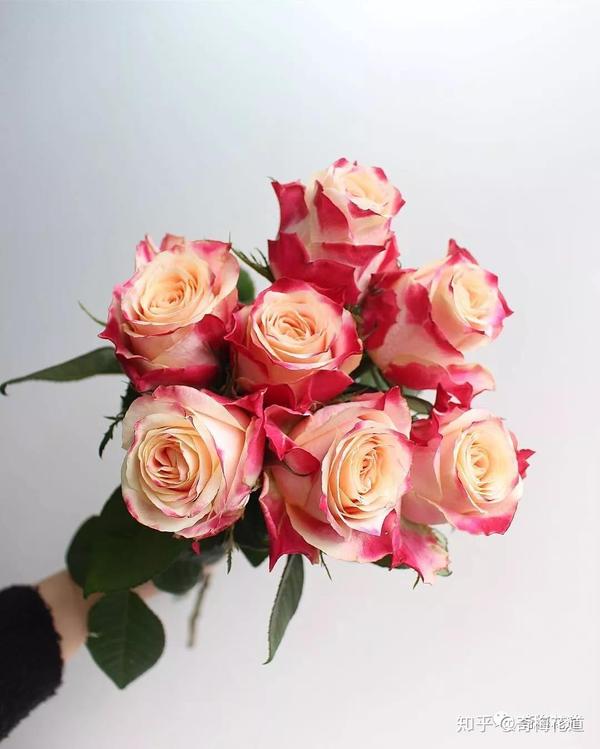 十款双色玫瑰花,你见过哪些?