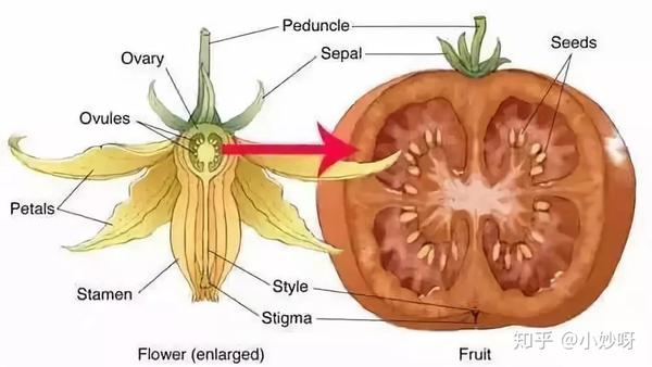 生吃的植物果实,植物的果实是指由子房发育来的,里面含有种子的部分