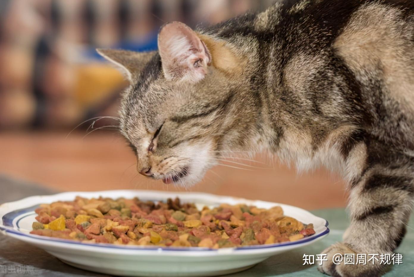 喂食时,因为猫咪还小,不能直接给它喂猫粮,可以先喂羊奶,如果猫咪的