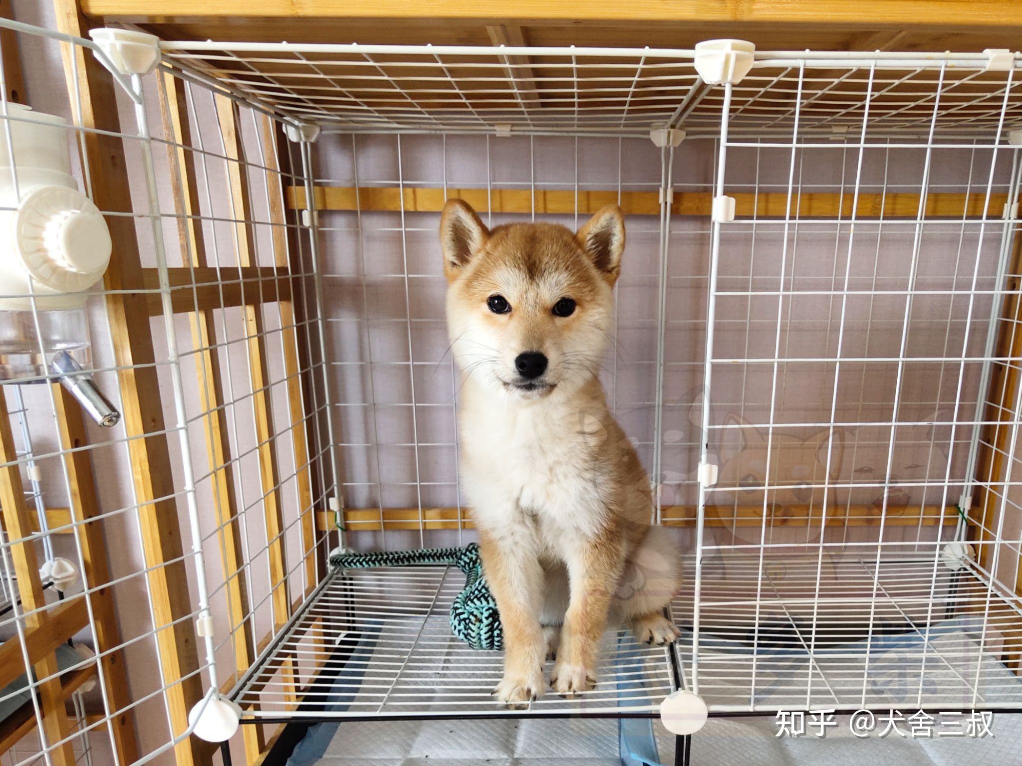 想要入手一只柴犬,请教下大侠们,有什么值得注意的嘛?