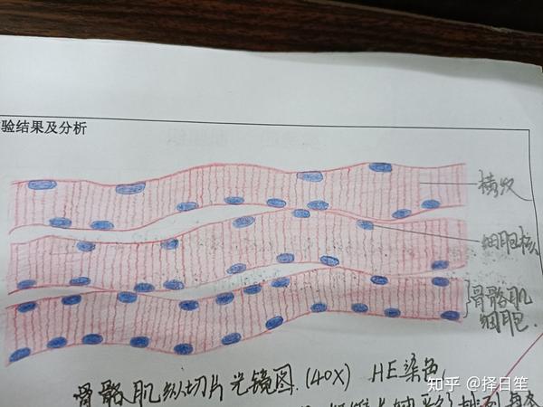 组胚红蓝铅笔绘图(he染色)