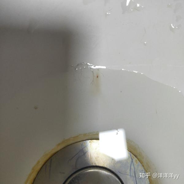 刚买回来的奶猫毛发里有白色和黑色颗粒请问是跳蚤么还是什么虫子
