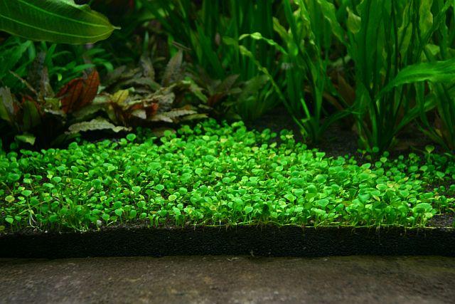 5种最佳的弱光水族馆植物阴性水草