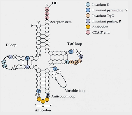 转运核糖核酸trna的结构与功能