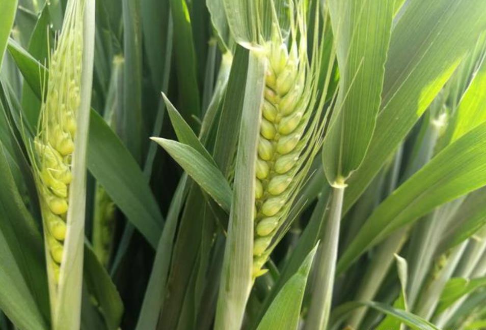 小麦返青拔节期长势差,1个简单叶面肥配方,叶片复绿快