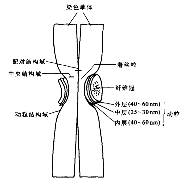 高中生物如何区分着丝粒和着丝点