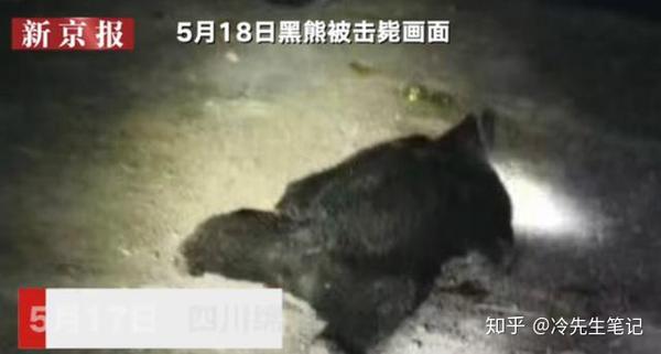 7岁男孩看到的最恐怖"现场:妈妈一把推开我后,被熊吃掉了