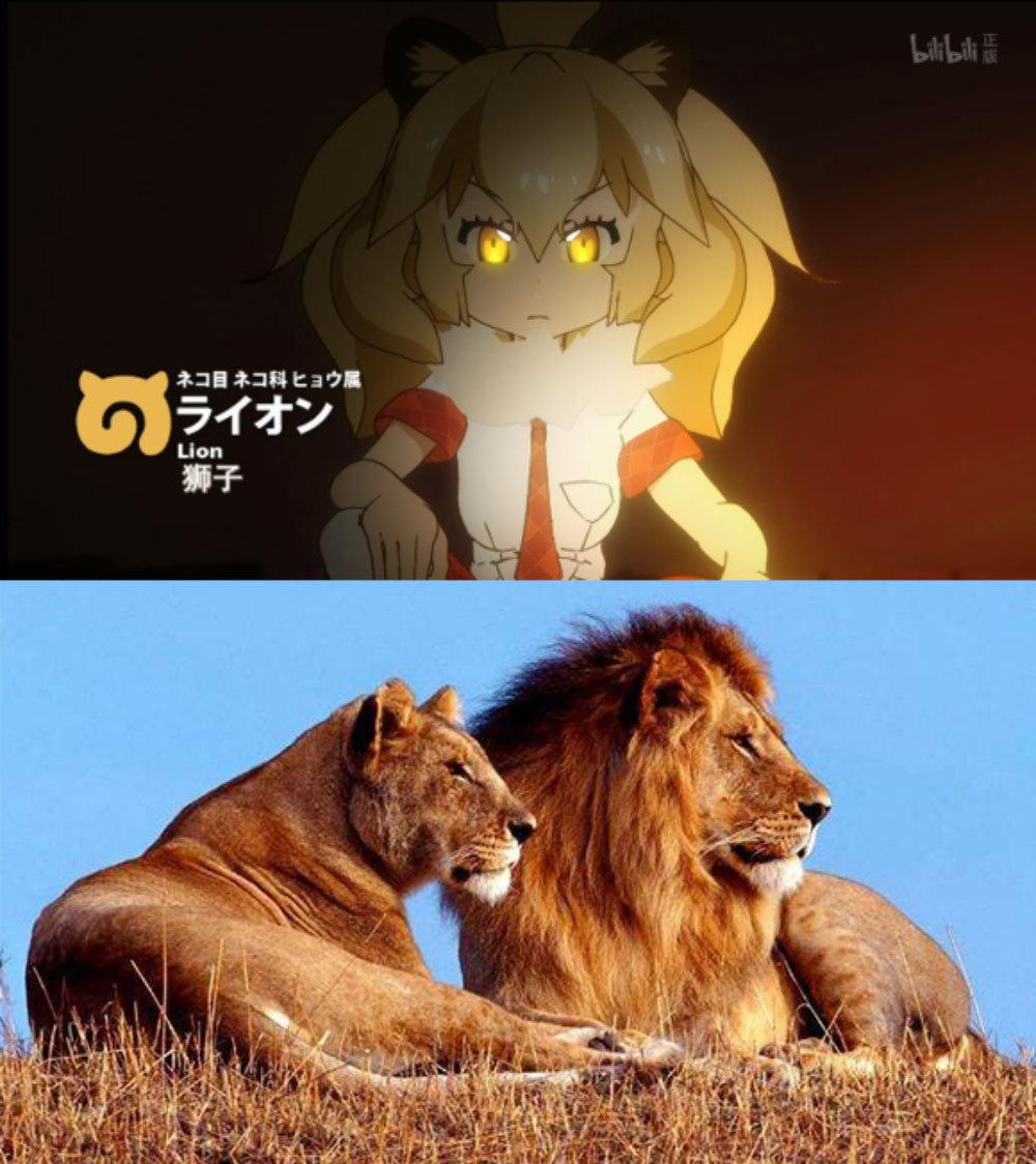 因此《兽娘动物园》动画里的狮子,也拥有战力高强,慵懒高贵的特点,被