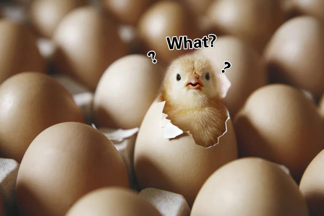 你别笑,熟鸡蛋孵小鸡是完全有可能的,""重复实验在生命科学中并不一定