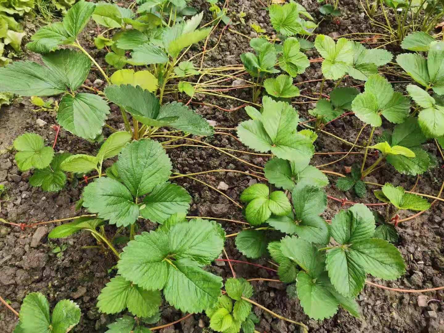 农户回馈评价:用了草莓圈草莓黄萎病防治技术方案,三天后有明显的