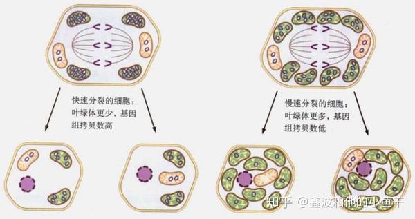 30 人赞同了该文章【摘要 质体是存在于植物