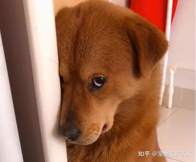 狗狗做错事了,都会跟主人道歉,你收到了吗?