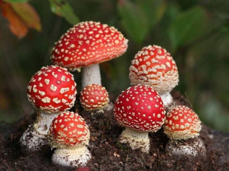 蘑菇小常识(下)|我国常见15种毒蘑菇,致死率最高是哪一种?