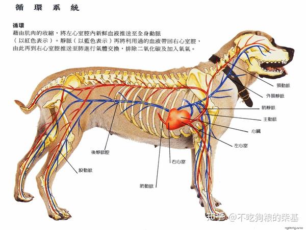 爱宠小百科狗的解剖图