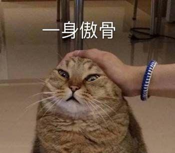 生活不易 猫猫叹气可爱的猫咪表情包