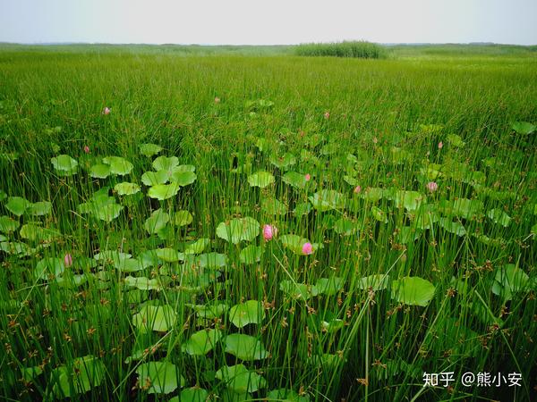 人迹罕至的白洋淀芦苇荡