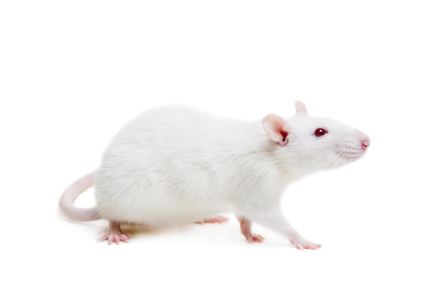 小鼠大学问你选对免疫缺陷小鼠了吗