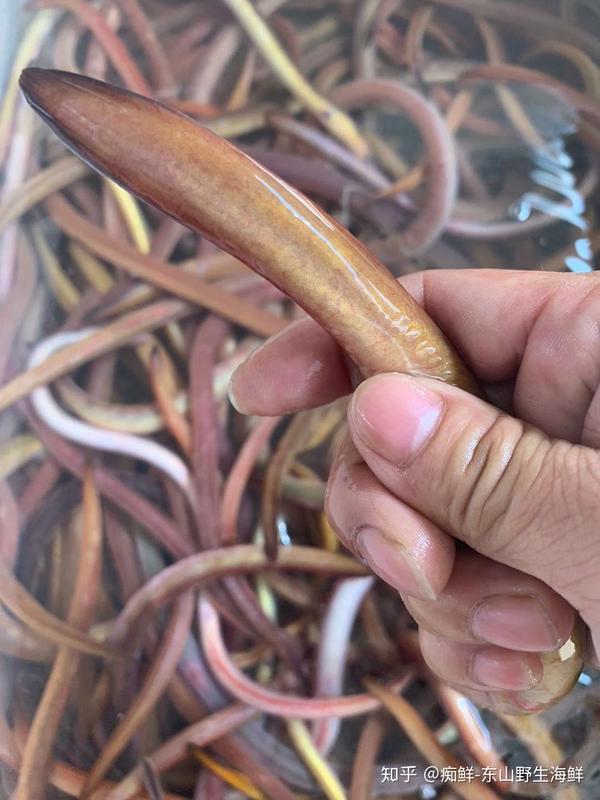 血鳗鱼好东西补血补气炖汤煮粥都行东山岛野生海鲜