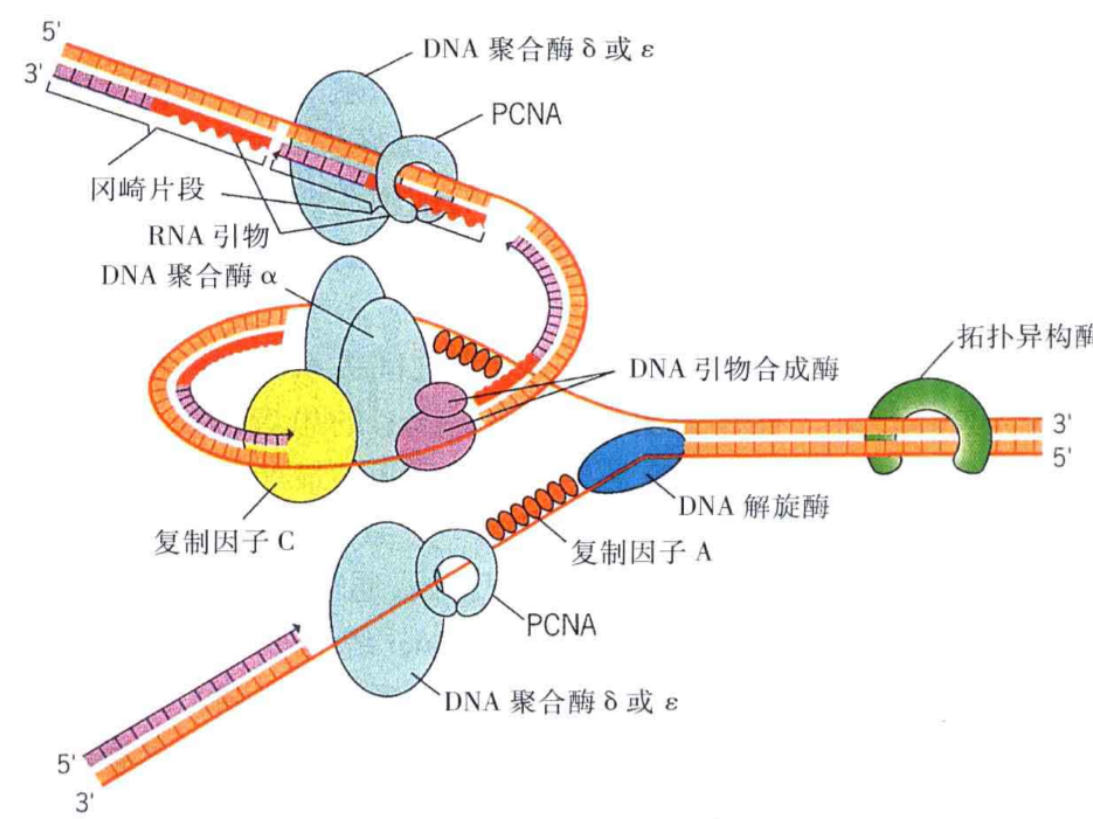 大肠杆菌dna复制时滞后链形成环状
