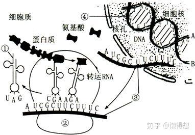 rna在这个过程中存在于转录和翻译阶段,mrna(信使rna)传递遗传信息