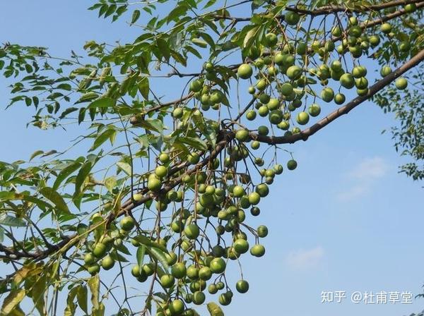 此图为楝(lian)树,果子就是楝树果子,不能食用,避蚊蝇