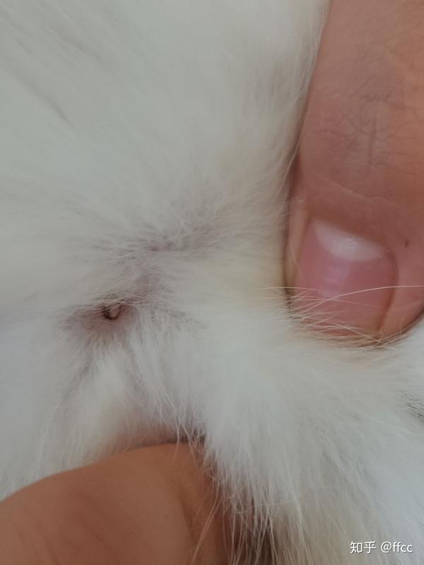 是猫藓还是跳蚤?