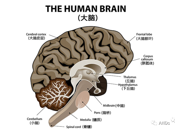点击添加图片描述(最多60个字)编辑 脑干(brainstem)位于大脑下方,是