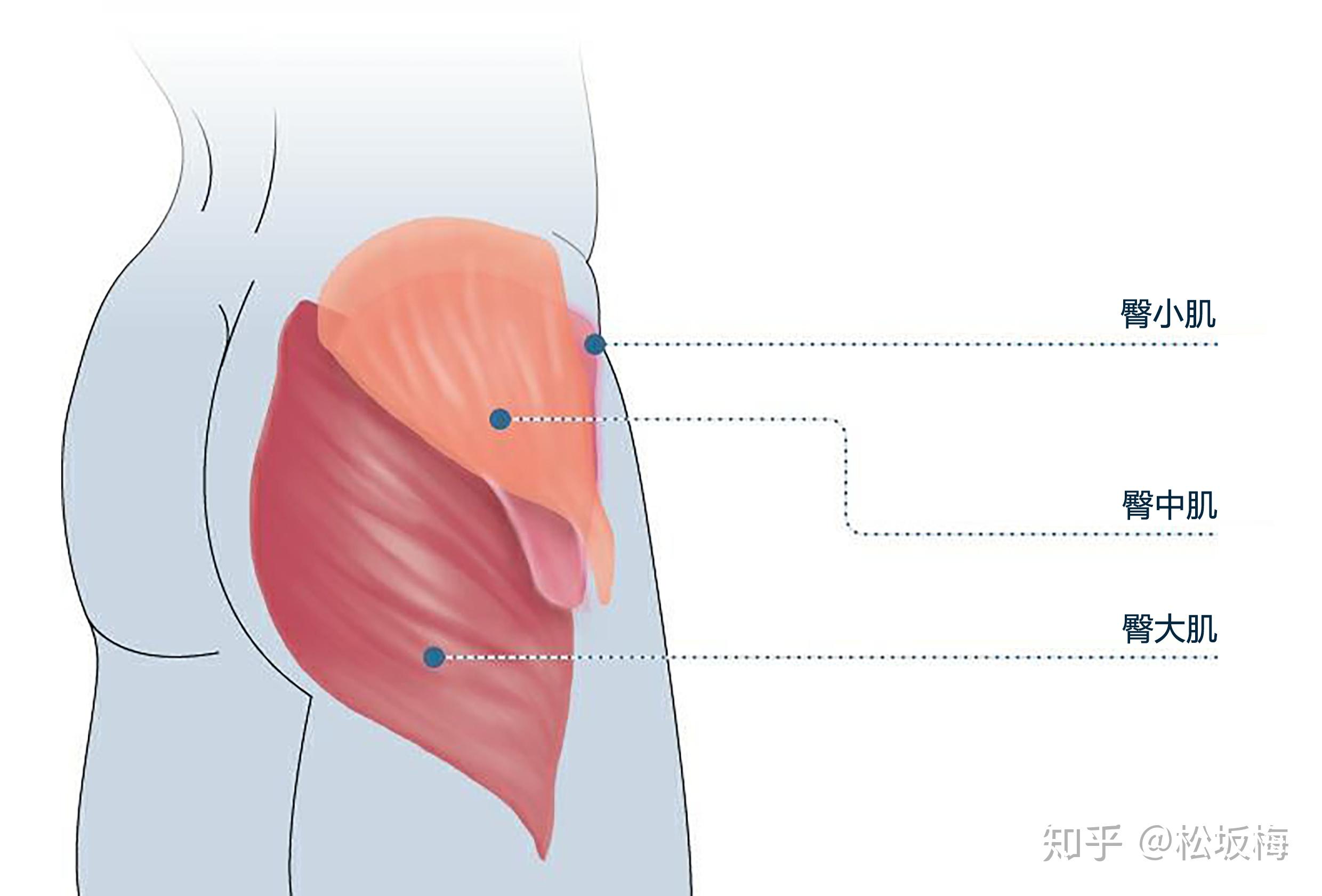 臀部两侧凹陷是因为臀中肌不发达吗