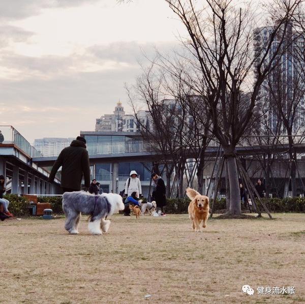 滨江公园(遛狗胜地)