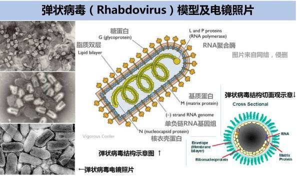 狂犬病毒的次要传播方式