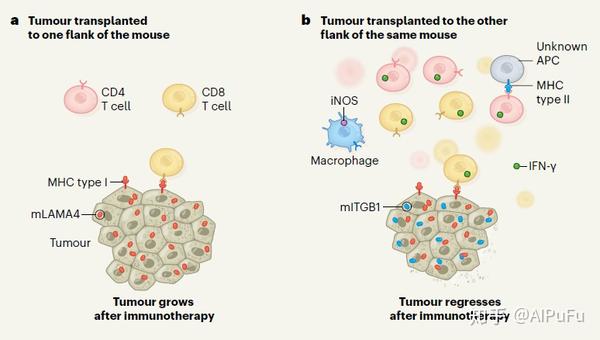 作者的分析表明,对cd4 t细胞产生应答的cd4 t细胞具有一种称为辅助性t