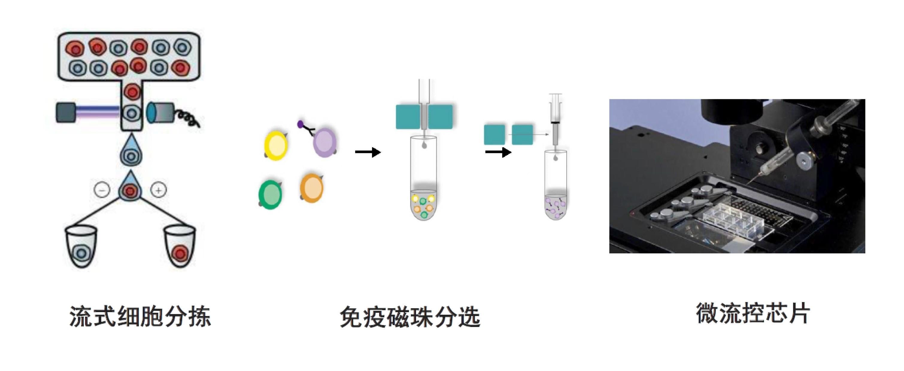 也都采用过,但比较常见的是利用荧光流式细胞分选(facs)来分离单细胞